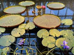 -国家植物园南园