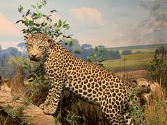 -陕西自然博物馆