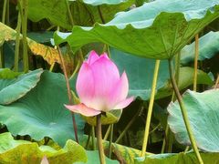 -荔湾湖公园