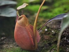 -北京植物园-展览温室