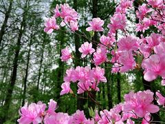 -上海滨江森林公园
