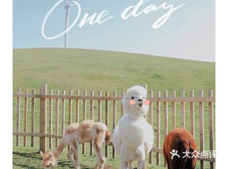 郴州旅行｜被风车山环抱的小新西兰喂羊驼