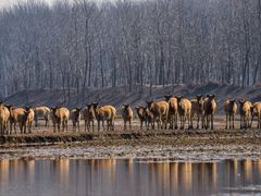 -盐城丹顶鹤湿地生态旅游区