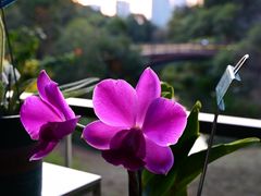 -云溪植物园