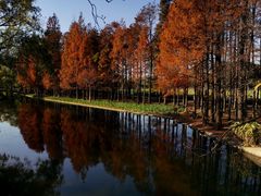 -上海共青森林公园