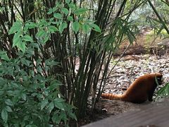 竹子-成都大熊猫繁育研究基地-熊猫厨房