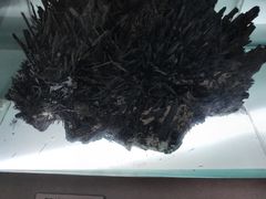 -河南自然博物馆