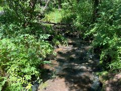 -五营红松林海景区