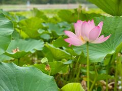 -莲花池公园