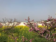 -南汇桃花村