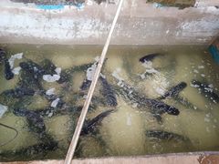 -姥家大锅台水库渔家