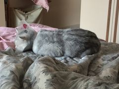 -佳怡动物医院·平价24小时·猫专科骨外科