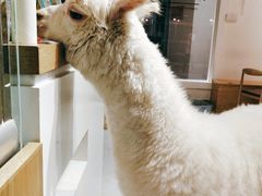 -Heymao猫咖.咖啡厅(东门店)