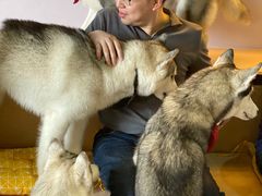 -Husky Go! 哈士奇体验馆·宠物咖啡厅狗咖