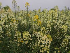 -中国天府农业博览园