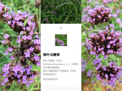 -羊亭河湿地公园