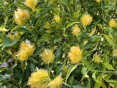 -中国科学院西双版纳热带植物园