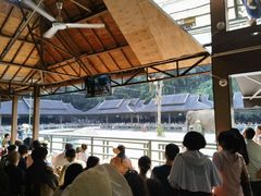 -野象谷景区