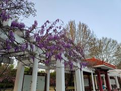 -洛阳市隋唐城遗址植物园