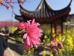 -南汇桃花村