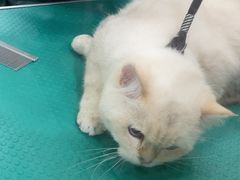-集宠猫柠宠物生活馆
