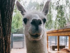 -长白岛森林公园