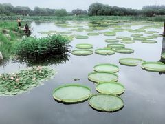 -荷塘月色湿地公园·向阳花洲
