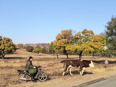 -五角枫生态旅游景区