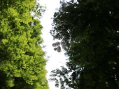 -桤木河湿地公园