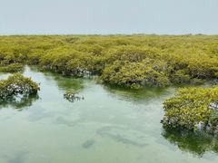 -北海金海湾红树林生态旅游区