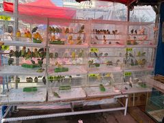 -哈尔滨道外花鸟鱼市场