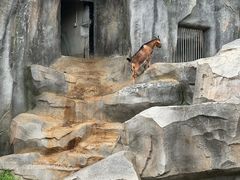 -武汉动物园