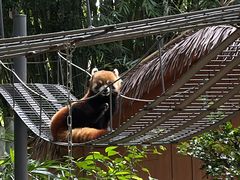 -深圳野生动物园