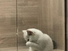 -飞行喵MR PILOT|猫舍·猫咖(静安大融城店)
