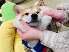 -逗柴咖啡屋·狗咖猫咖宠物桌游