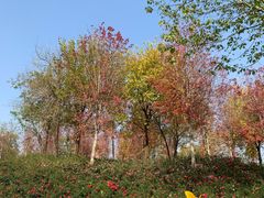 -南京枫彩漫城