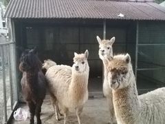 -意大利农场度假村