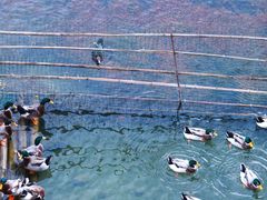 -靖西鹅泉风景区