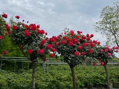 -狼山风景名胜区