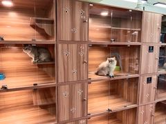 -猫十亿·布偶金渐层·曼基康矮脚猫舍(青年路店)