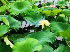 -荷塘月色湿地公园·向阳花洲