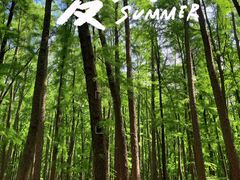 -上海共青森林公园