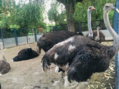 景点-长白岛森林公园