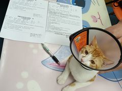 -美联众合动物医院(·中兽医·疑难杂症·严家桥分院)