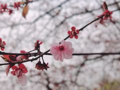 -无锡梅园公园