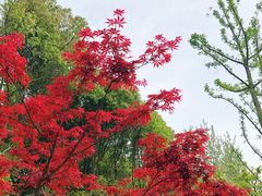 -昆山城市生态森林公园