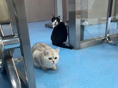 -万博宠物医院·手术·诊疗(未央凤城五路店)