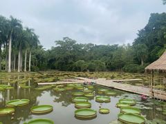 -中国科学院西双版纳热带植物园