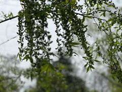 -上海滨江森林公园