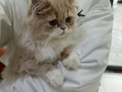 -艾贝尔宠物医院 ·内科全科(梁溪路店)